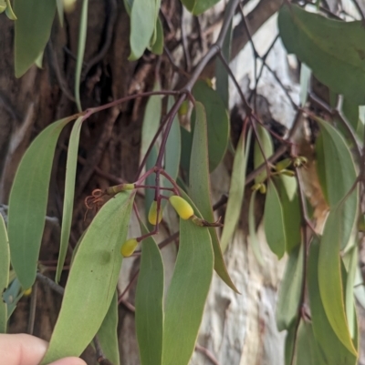 Muellerina eucalyptoides (Creeping Mistletoe) at Albury - 29 Feb 2024 by Darcy