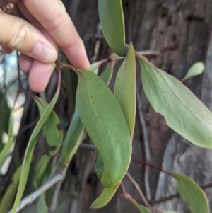 Muellerina eucalyptoides at Albury - 29 Feb 2024 06:35 PM