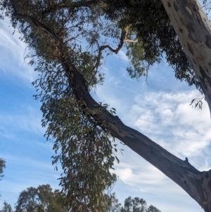 Muellerina eucalyptoides at Albury - 29 Feb 2024