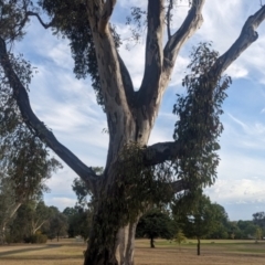 Muellerina eucalyptoides at Albury - 29 Feb 2024