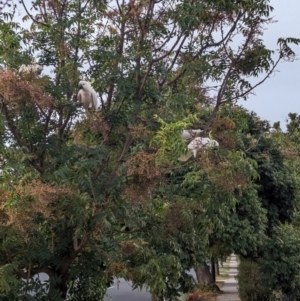 Cacatua galerita at Albury - 29 Feb 2024 07:22 PM