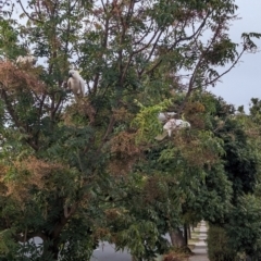 Cacatua galerita (Sulphur-crested Cockatoo) at Albury - 29 Feb 2024 by Darcy