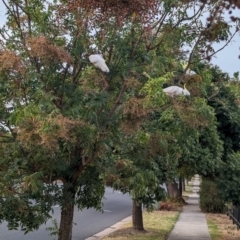 Cacatua galerita at Albury - 29 Feb 2024 07:22 PM