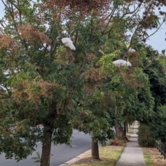 Cacatua galerita at Albury - 29 Feb 2024