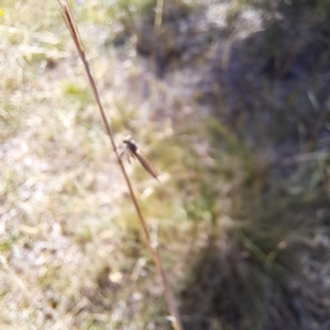 Cerdistus sp. (genus) at Justice Robert Hope Reserve (JRH) - 1 Mar 2024