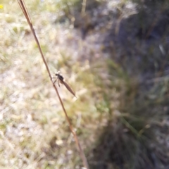 Asilidae (family) at Justice Robert Hope Reserve (JRH) - 1 Mar 2024