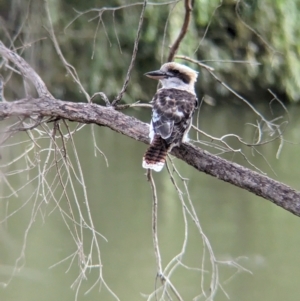 Dacelo novaeguineae at Padman/Mates Park - 1 Mar 2024 06:03 PM