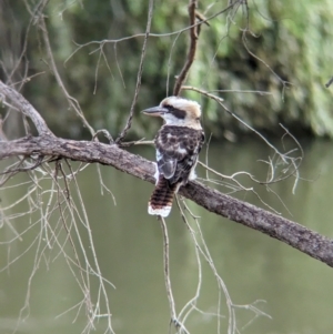 Dacelo novaeguineae at Padman/Mates Park - 1 Mar 2024 06:03 PM