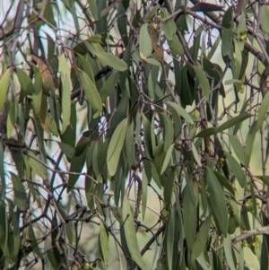Muellerina eucalyptoides at Padman/Mates Park - 1 Mar 2024