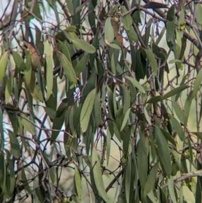 Muellerina eucalyptoides (Creeping Mistletoe) at Padman/Mates Park - 1 Mar 2024 by Darcy