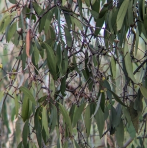 Muellerina eucalyptoides at Padman/Mates Park - 1 Mar 2024 06:27 PM