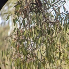 Muellerina eucalyptoides at Padman/Mates Park - 1 Mar 2024