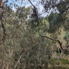 Muellerina eucalyptoides at Padman/Mates Park - 1 Mar 2024 06:27 PM