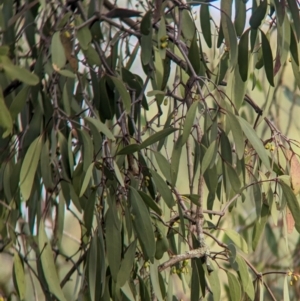 Muellerina eucalyptoides at Padman/Mates Park - 1 Mar 2024