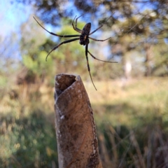 Phonognathidae (unofficial sub family) (Leaf curling orb-weavers) at Watson, ACT - 29 Feb 2024 by abread111