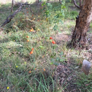 Rosa rubiginosa at Watson Woodlands - 1 Mar 2024