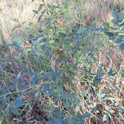 Rosa canina (Dog Rose) at Watson Woodlands - 29 Feb 2024 by abread111