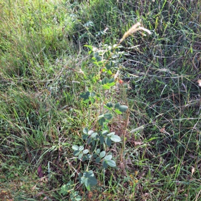 Rosa rubiginosa (Sweet Briar, Eglantine) at Watson Woodlands - 29 Feb 2024 by abread111