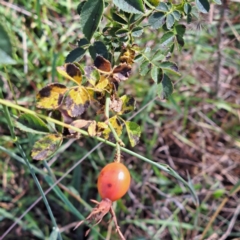 Rosa rubiginosa at Watson Woodlands - 1 Mar 2024