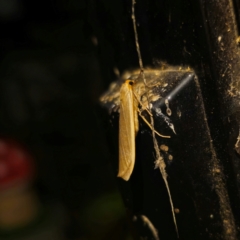 Palaeosia bicosta (Two-ribbed Footman) at Captains Flat, NSW - 1 Mar 2024 by Csteele4