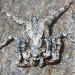 Stephanopis altifrons (Knobbly crab spider) at GG34 - 1 Mar 2024 by Harrisi