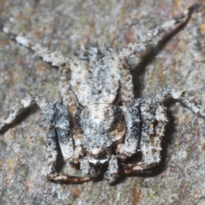 Stephanopis altifrons (Knobbly crab spider) at GG34 - 1 Mar 2024 by Harrisi