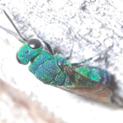 Chaoilta sp. (genus) (Parasitic wasp) at Callum Brae - 1 Mar 2024 by Harrisi