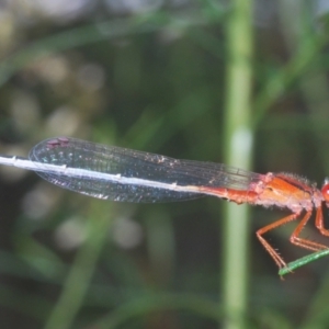 Xanthagrion erythroneurum at Callum Brae - 1 Mar 2024 04:12 PM