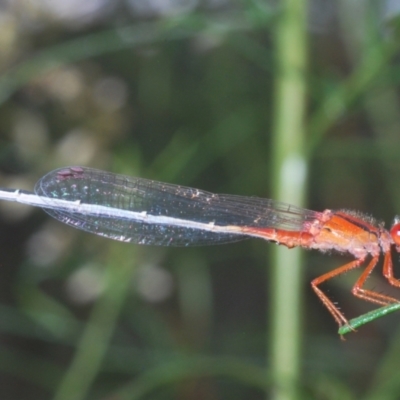 Xanthagrion erythroneurum (Red & Blue Damsel) at Callum Brae - 1 Mar 2024 by Harrisi