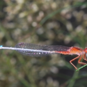 Xanthagrion erythroneurum at Callum Brae - 1 Mar 2024 04:12 PM