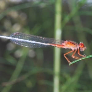 Xanthagrion erythroneurum at Callum Brae - 1 Mar 2024 04:12 PM