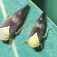 Brunotartessus fulvus (Yellow-headed Leafhopper) at Pine Island to Point Hut - 28 Feb 2024 by Harrisi