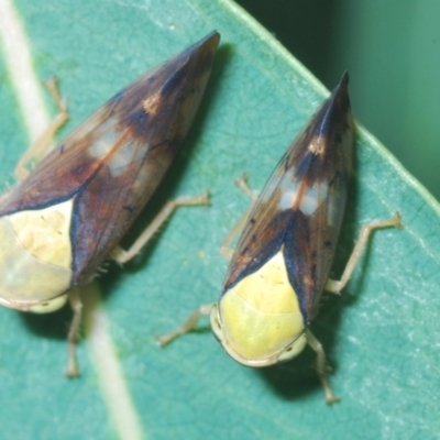 Brunotartessus fulvus (Yellow-headed Leafhopper) at Greenway, ACT - 28 Feb 2024 by Harrisi