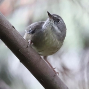 Sericornis frontalis at Fyshwick Sewerage Treatment Plant - 1 Mar 2024 05:41 PM