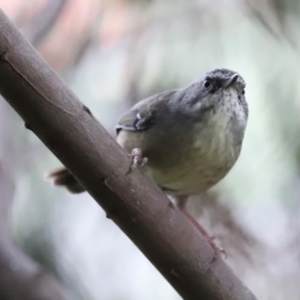 Sericornis frontalis at Fyshwick Sewerage Treatment Plant - 1 Mar 2024