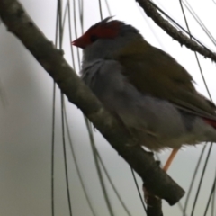 Neochmia temporalis (Red-browed Finch) at Fyshwick, ACT - 1 Mar 2024 by JimL