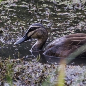 Anas superciliosa at Jerrabomberra Wetlands - 1 Mar 2024 05:49 PM