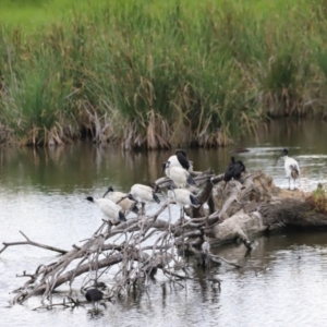 Threskiornis molucca at Jerrabomberra Wetlands - 1 Mar 2024