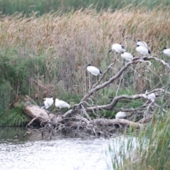 Threskiornis molucca at Jerrabomberra Wetlands - 1 Mar 2024