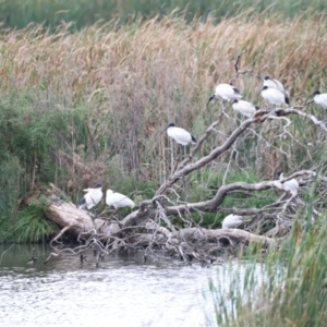 Threskiornis molucca at Jerrabomberra Wetlands - 1 Mar 2024