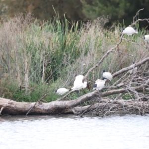 Threskiornis molucca at Jerrabomberra Wetlands - 1 Mar 2024 05:52 PM