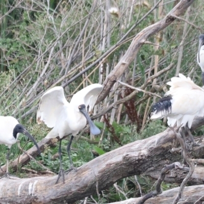 Platalea regia (Royal Spoonbill) at Jerrabomberra Wetlands - 1 Mar 2024 by JimL