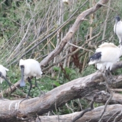 Platalea regia at Jerrabomberra Wetlands - 1 Mar 2024