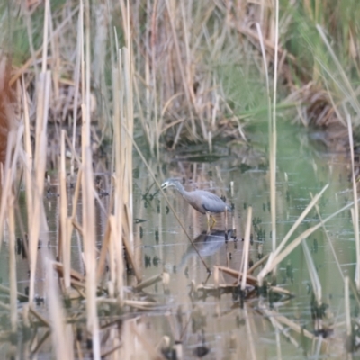 Egretta novaehollandiae (White-faced Heron) at Jerrabomberra Wetlands - 1 Mar 2024 by JimL