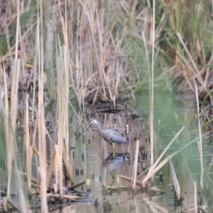 Egretta novaehollandiae at Jerrabomberra Wetlands - 1 Mar 2024