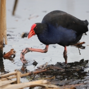 Porphyrio melanotus at Jerrabomberra Wetlands - 1 Mar 2024