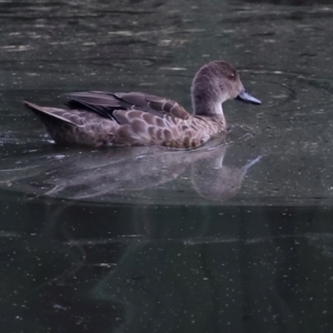 Anas gracilis at Jerrabomberra Wetlands - 1 Mar 2024 06:26 PM