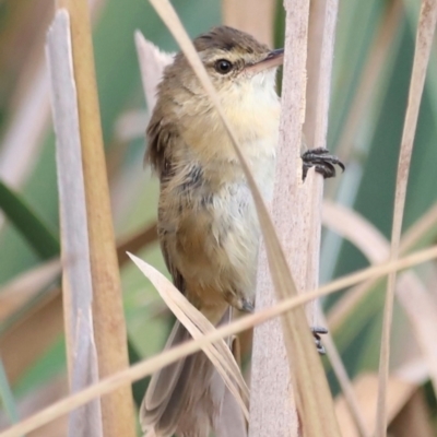 Acrocephalus australis (Australian Reed-Warbler) at Jerrabomberra Wetlands - 1 Mar 2024 by JimL