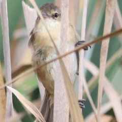 Acrocephalus australis at Jerrabomberra Wetlands - 1 Mar 2024 06:13 PM