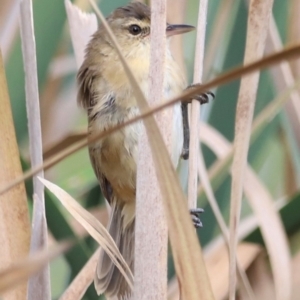 Acrocephalus australis at Jerrabomberra Wetlands - 1 Mar 2024 06:13 PM